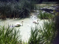 Grenadier Pond with a Family of Swans